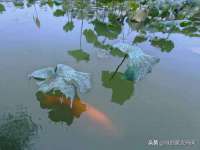 徐州妍默商贸有限公司